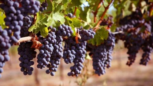 Сорта винограда для вина. ТОП-10 лучших в мире сортов винограда для виноделия.