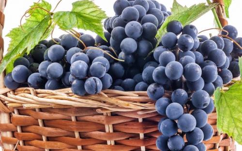 Сорта винограда молдавские. История сорта винограда Молдова