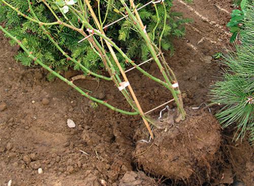 Роза плетистая пересадка осенью. Пересадка плетистой розы осенью 14