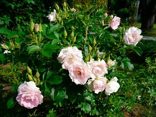 Когда можно укрывать розы на зиму. Какие розы требуют укрытия в зиму? 02