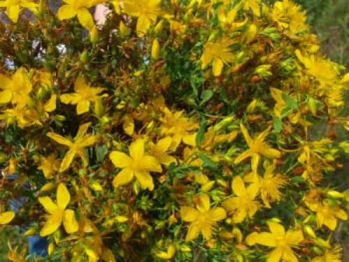 Урц трава на русском. Топ-5 самых полезных армянских трав