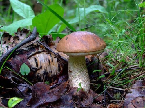 В какое время растут подберезовики. Подберезовик - описание, фото, свойства, виды, где растут