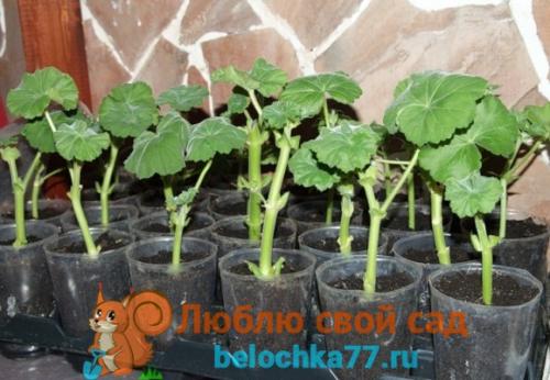 Укоренение пеларгонии осенью. Как размножить герань в домашних условиях черенками, семенами, как рассадить и укоренить отростки