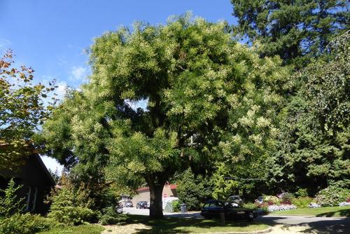 Японская акация. Софора японская - нектар чистый мёд!