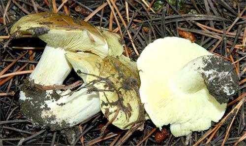 Зеленушка гриб. Описание гриба зеленушки, польза и вред, как употреблять в пищу