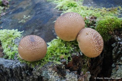 Как отличить трюфель от дождевика. Съедобность