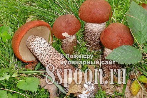 Маринованные подосиновики простой рецепт.