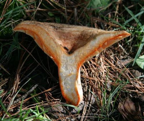 Гриб похожий на рыжик. Рыжик (гриб): фото и описание. Как выглядят рыжики? 02