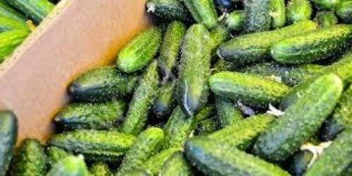 Как огурцы сохранить свежими в банке на зиму.  Выбираем место для хранения и способ 02