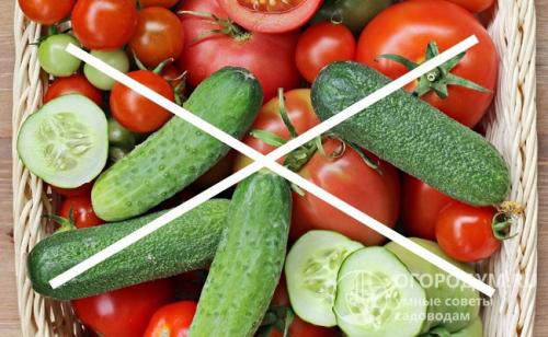 Как сохранить огурцы на зиму свежими. Способы хранения