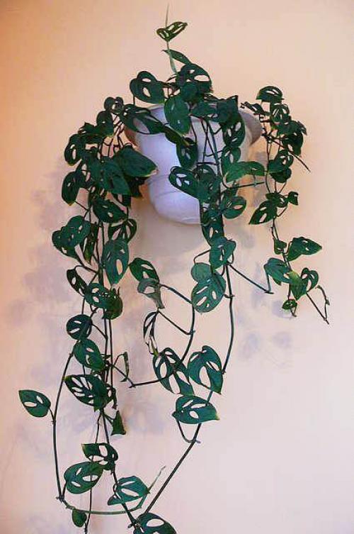 Можно ли в спальне держать монстеру. Можно ли держать дома монстеру 08