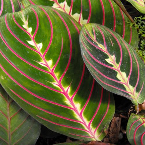 Маранта цветок ядовитый. Виды маранты