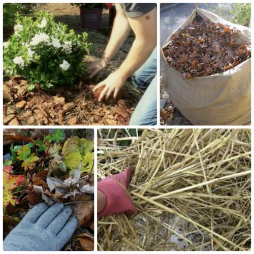 Как укрывать на зиму шаровидные хризантемы. Как сохранить шаровидную хризантему зимой - 3 способа для мультифлоры проверенные временем!