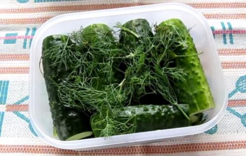 Малосольные переросшие огурцы рецепт. Малосольные огурцы с чесноком и зеленью быстрого приготовления — 6 классических рецептов