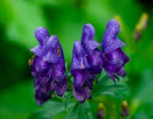 Луговые ядовитые грибы. Рейтинг ядовитых грибов России. Грибникам на заметку 16