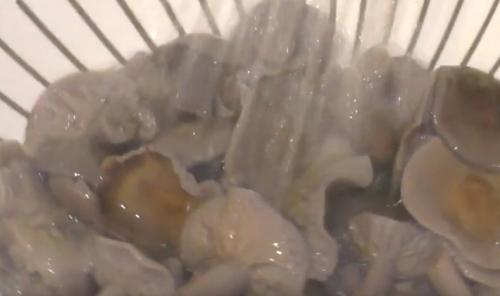 Рядовка лиловоногая, как готовить. Рядовка лиловоногая рецепты приготовления