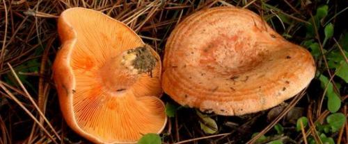 Как выглядит гриб серушка. Гладыш и серушка. Грибы, которые часто путают. Кто из них путик и путник, а кто подольшанка. 08