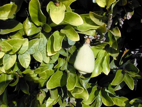 Паспорт комнатного растения фикус. Паспорт комнатных растений в детском саду 27