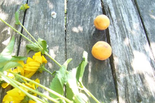 Ранние сорта абрикоса для беларуси. Белорусские абрикосы, какие они?