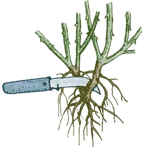 Как разделить куст розы. Как правильно разделить и пересадить куст розы?