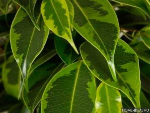 Паспорт комнатного растения фикус. Паспорт комнатных растений в детском саду 33