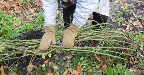 Весенняя пересадка роз. Как правильно пересадить розы на другое место