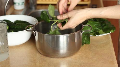 Как засолить малосольные огурцы на зиму. Хрустящие малосольные огурчики – холодный способ засолки