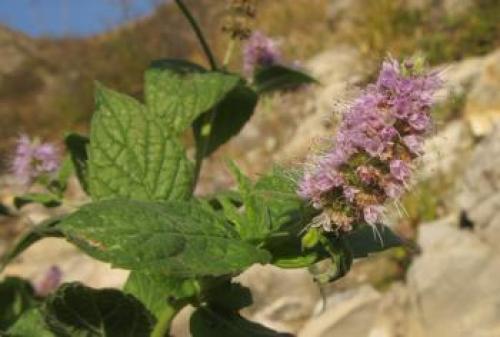 Урц трава на русском. Топ-5 самых полезных армянских трав