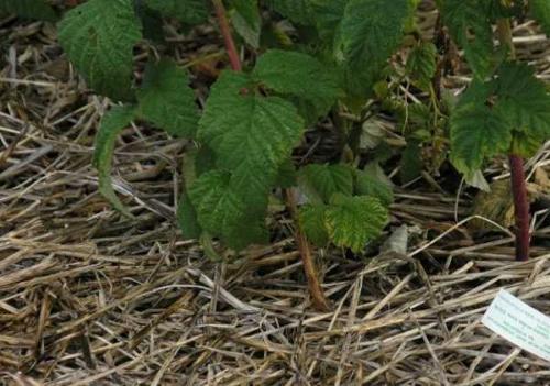 Осенняя посадка ремонтантной малины. Особенности ремонтантных сортов малины 03 Осенняя посадка ремонтантной малины. Особенности ремонтантных сортов малины 03