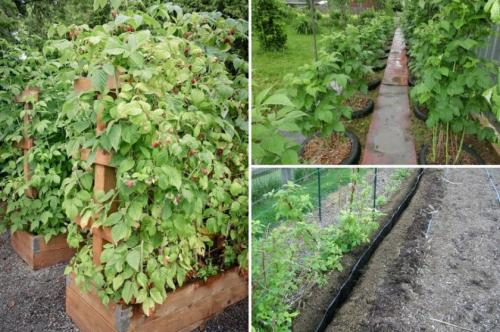 Малина посадка и уход в открытом грунте. Технология выращивания в открытом грунте, особенности ухода