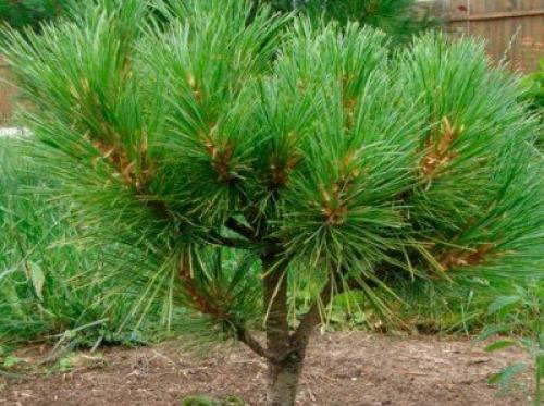 Как быстро растет кедр. Советы по выращиванию кедра