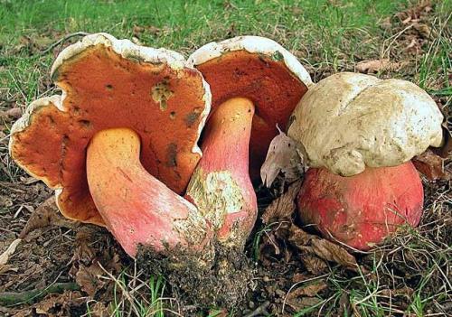 Сатанинский гриб