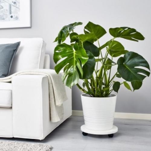 Можно ли в спальне держать монстеру. Можно ли держать дома монстеру 11