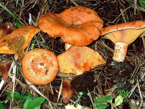 Гриб похожий на рыжик только коричневый. Грибы рыжики: виды, вкус, где растут?