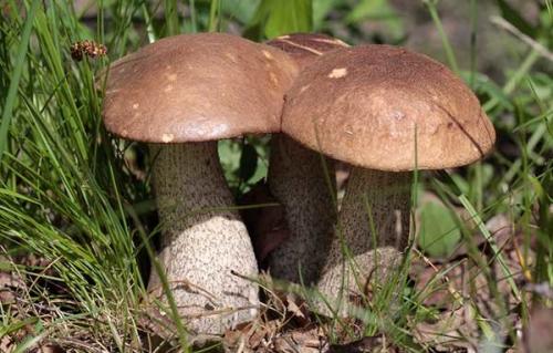 В какое время растут подберезовики. Подберезовик - описание, фото, свойства, виды, где растут