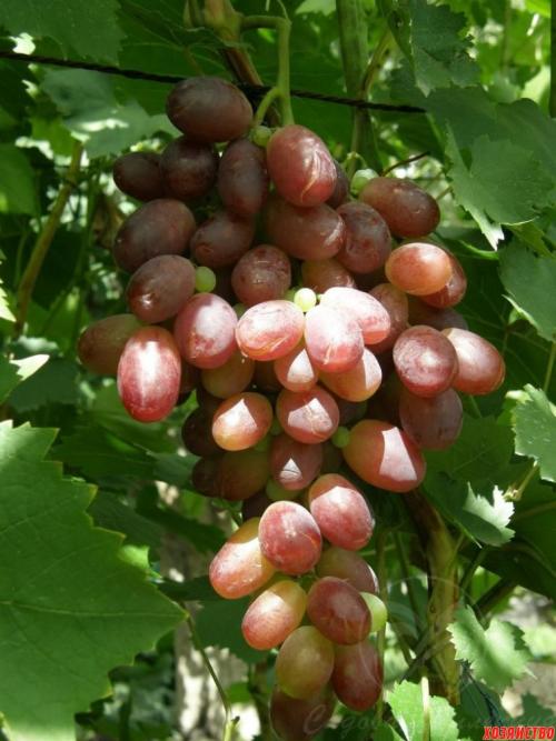 Виноград тысячник Молдавии. Отличные сорта винограда из Молдавии