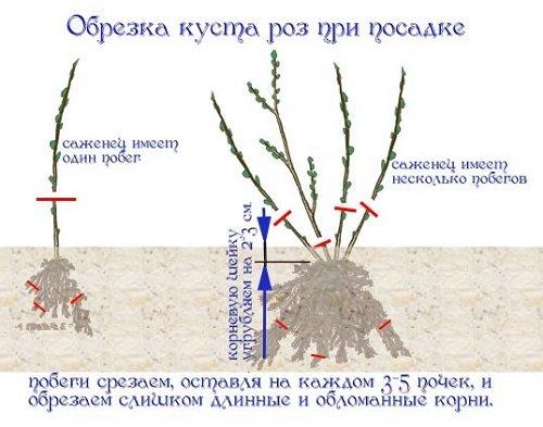 Как разделить куст розы. Как правильно разделить и пересадить куст розы?
