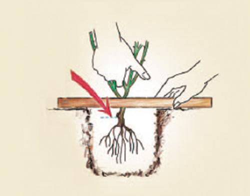 Как разделить куст розы. Как правильно разделить и пересадить куст розы?