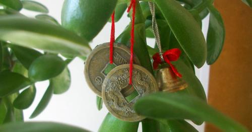 Пересадка денежного дерева по фен шуй. Как сажать денежное дерево по фен шуй и где поставить его дома