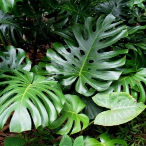 Можно ли в спальне держать монстеру. Можно ли держать дома монстеру 16