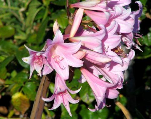 Луговые ядовитые грибы. Рейтинг ядовитых грибов России. Грибникам на заметку 18