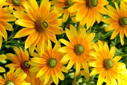 Рудбекия тото. Чистое золото! Рудбекии в вашем саду