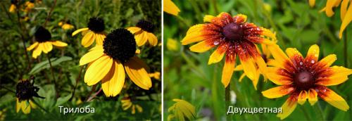 Рудбекия розовая. Рудбекия – солнечная шапка в саду