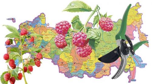 Обрезка малины осенью. Когда обрезать малину осенью: оптимальные сроки для проведения процедуры