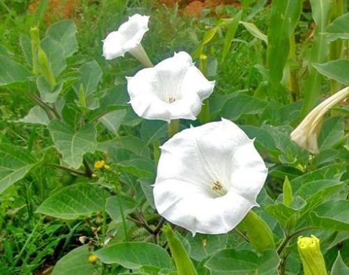 Луговые ядовитые грибы. Рейтинг ядовитых грибов России. Грибникам на заметку 22