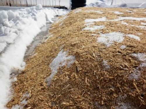 Укрытие роз щепой. Укрываем розы опилками: по какой причине дачники опасаются использовать этот материал?