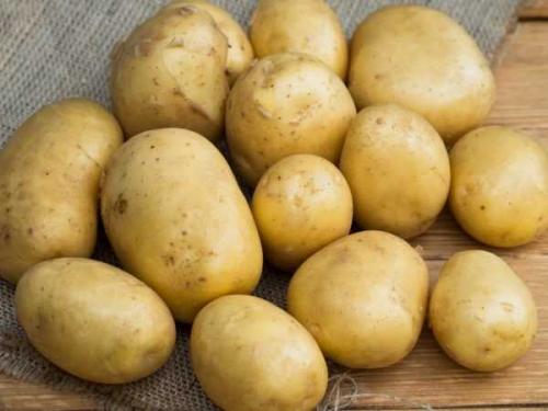 Картофель велина. Лучшие сорта картофеля для Средней полосы России: описание урожайных и новых видов