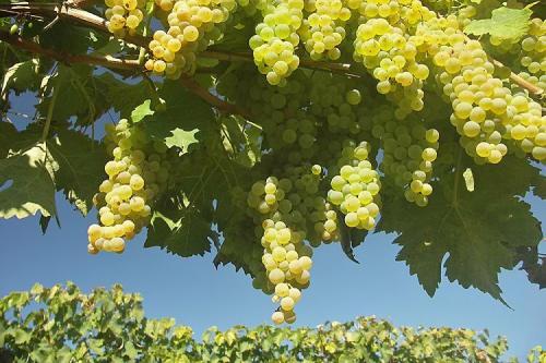 Сорта винограда для вина. ТОП-10 лучших в мире сортов винограда для виноделия.