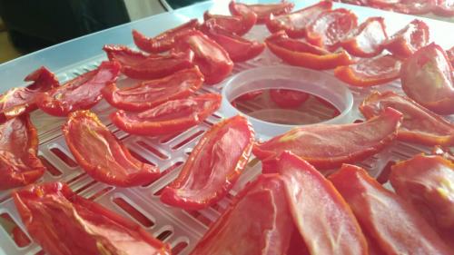 Вяленые помидоры в сушилке. Где сушить помидоры?