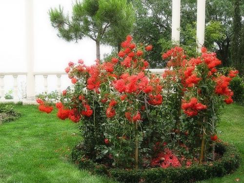 Розы садовые кустовые. Розы, какие они бывают